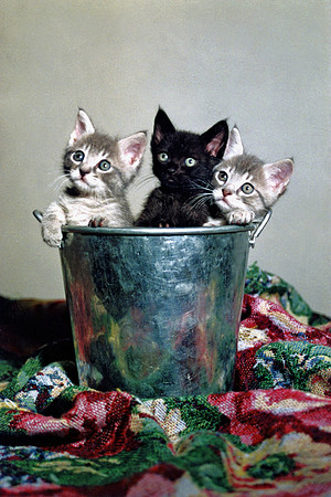 "Gizmo, Cosmo, and Slo-mo," Baby Portrait , 2000